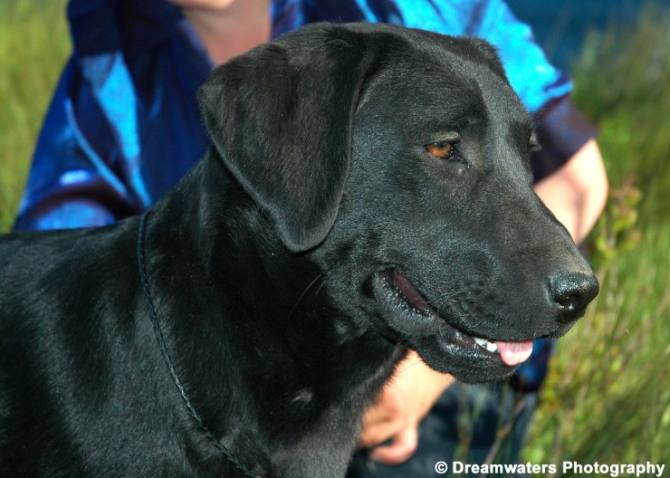 Mutt Portrait 2.jpg